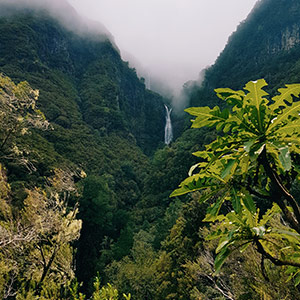 Green landscape, paradisiacal, with trees and waterfall in the background, shrouded in fog.